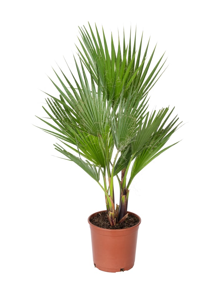 OH2 Washingtonia robusta Groß in Grün günstig kaufen onesize