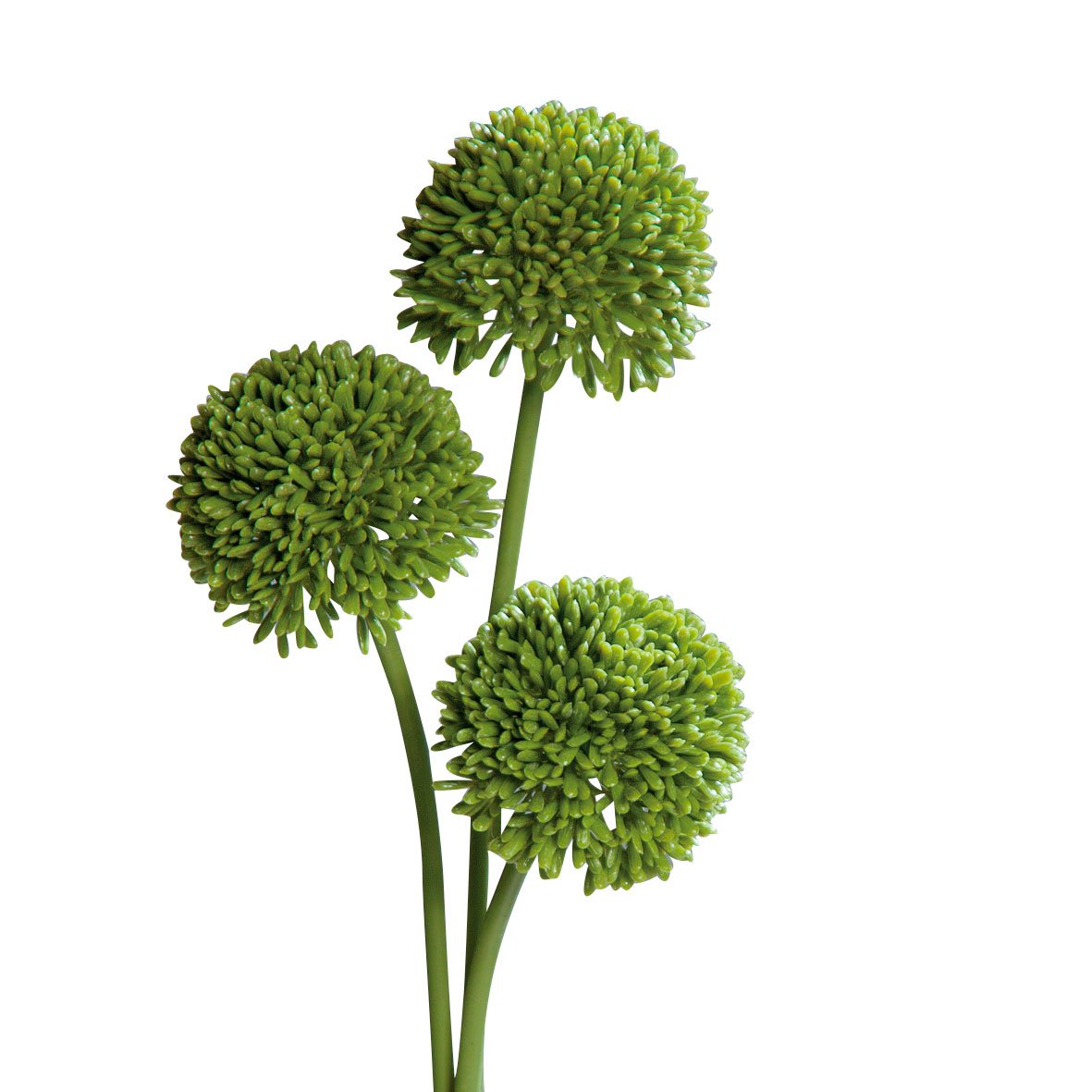 DPIAllium 46cm