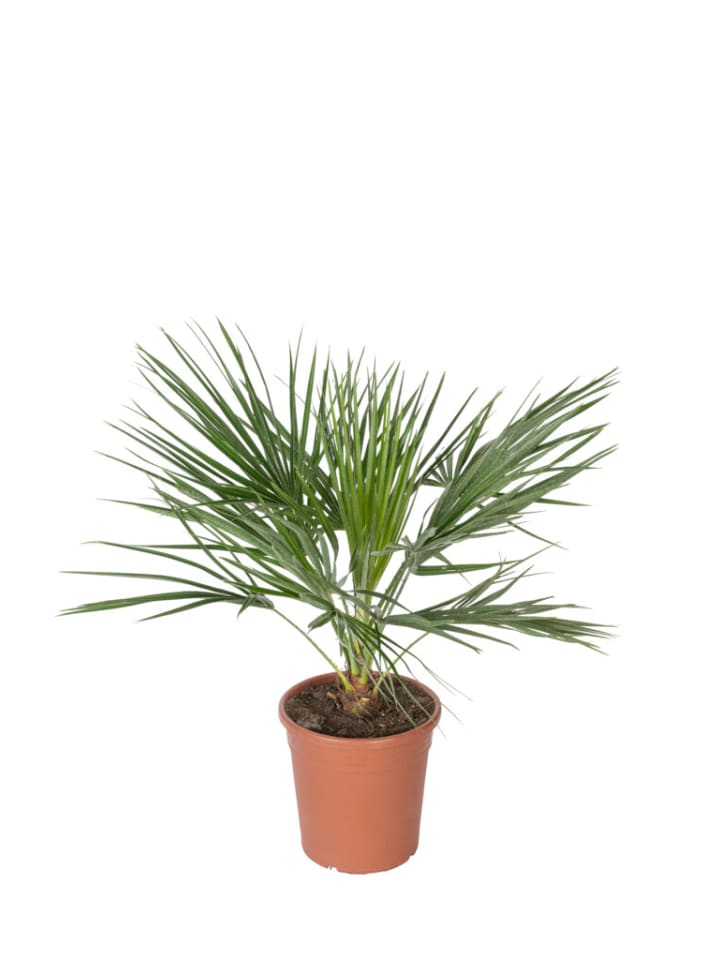 OH2 Chamaerops humilis Groß in Grün günstig kaufen onesize