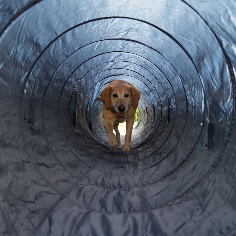 Trixie Agility Tunnel zu TOP-Preisen
