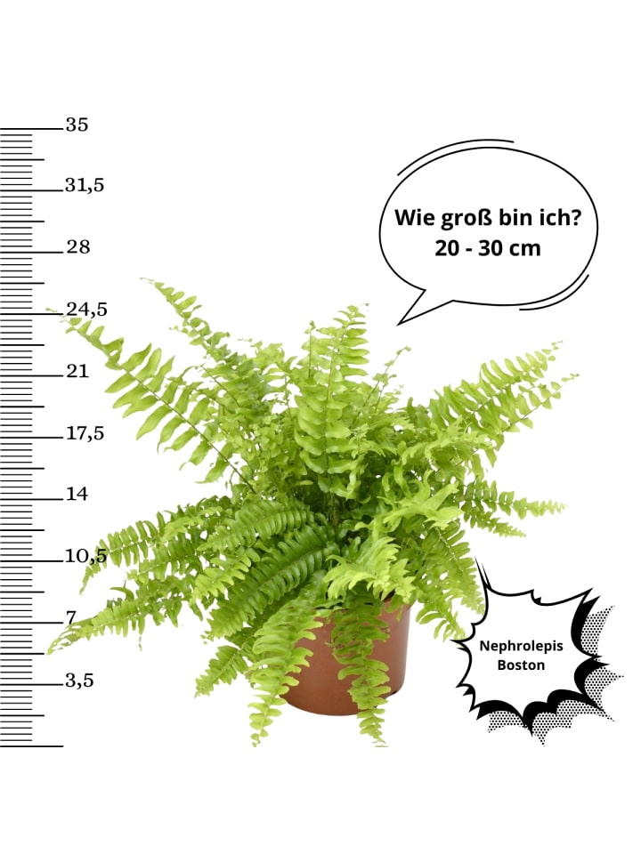 OH2 4er-Set: Hochwertige Zimmerpflanzen-Mix in Grün günstig kaufen onesize