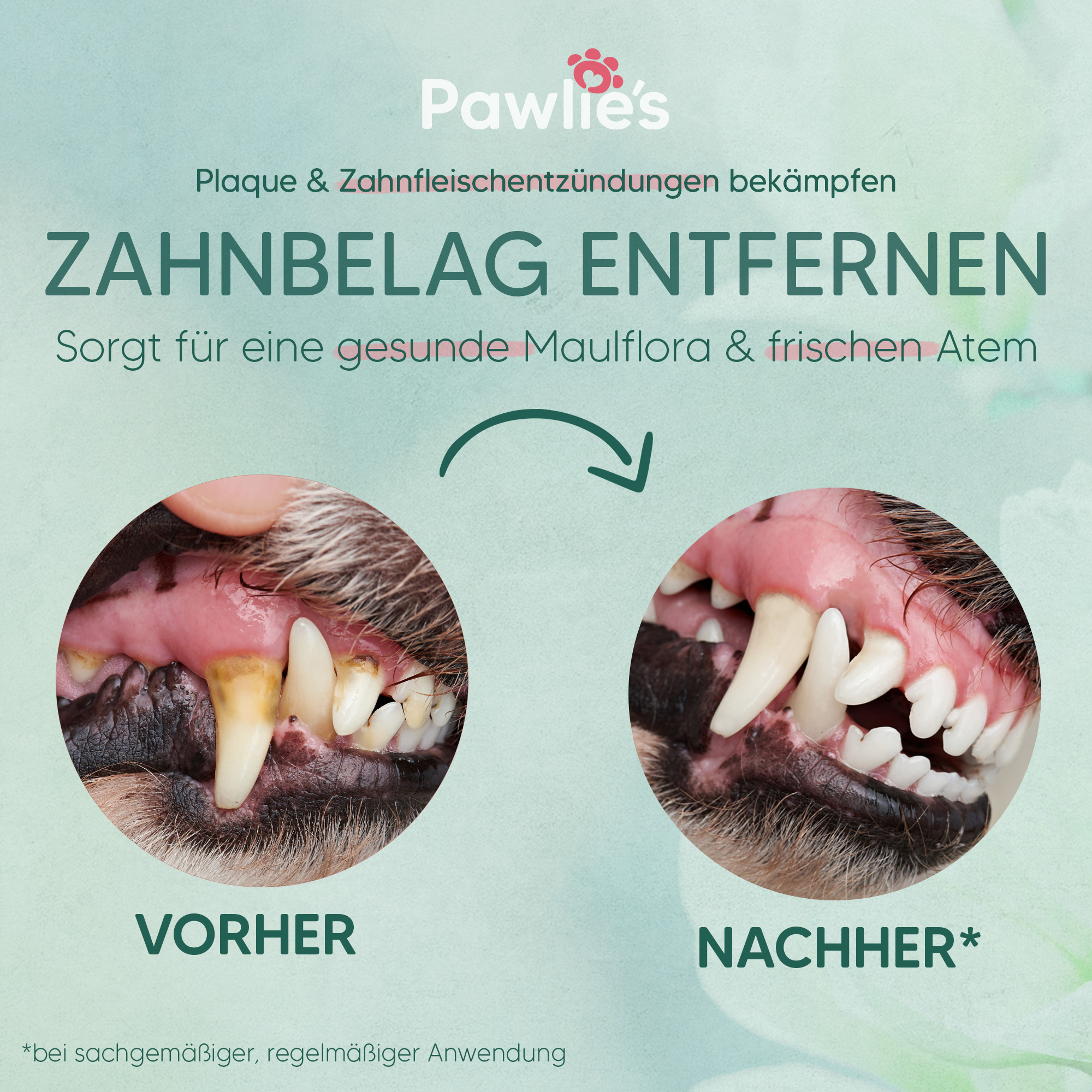 Pawlie's Zahnpflege Pawlie's Dentalspray Zahnpflege