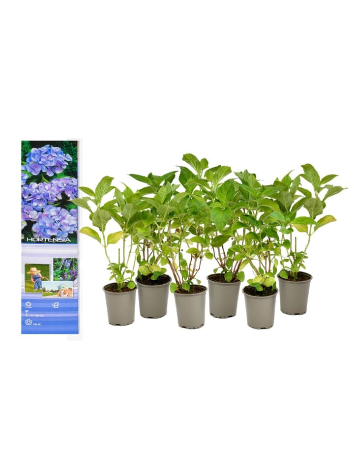 OH2 6er-Set Macrophylla Hortensien in Blau günstig kaufen onesize