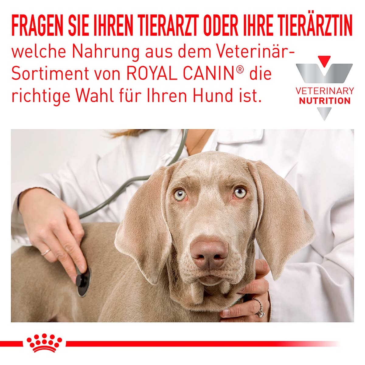 ROYAL CANIN Veterinary HYPOALLERGENIC Mousse Nassfutter für Hunde