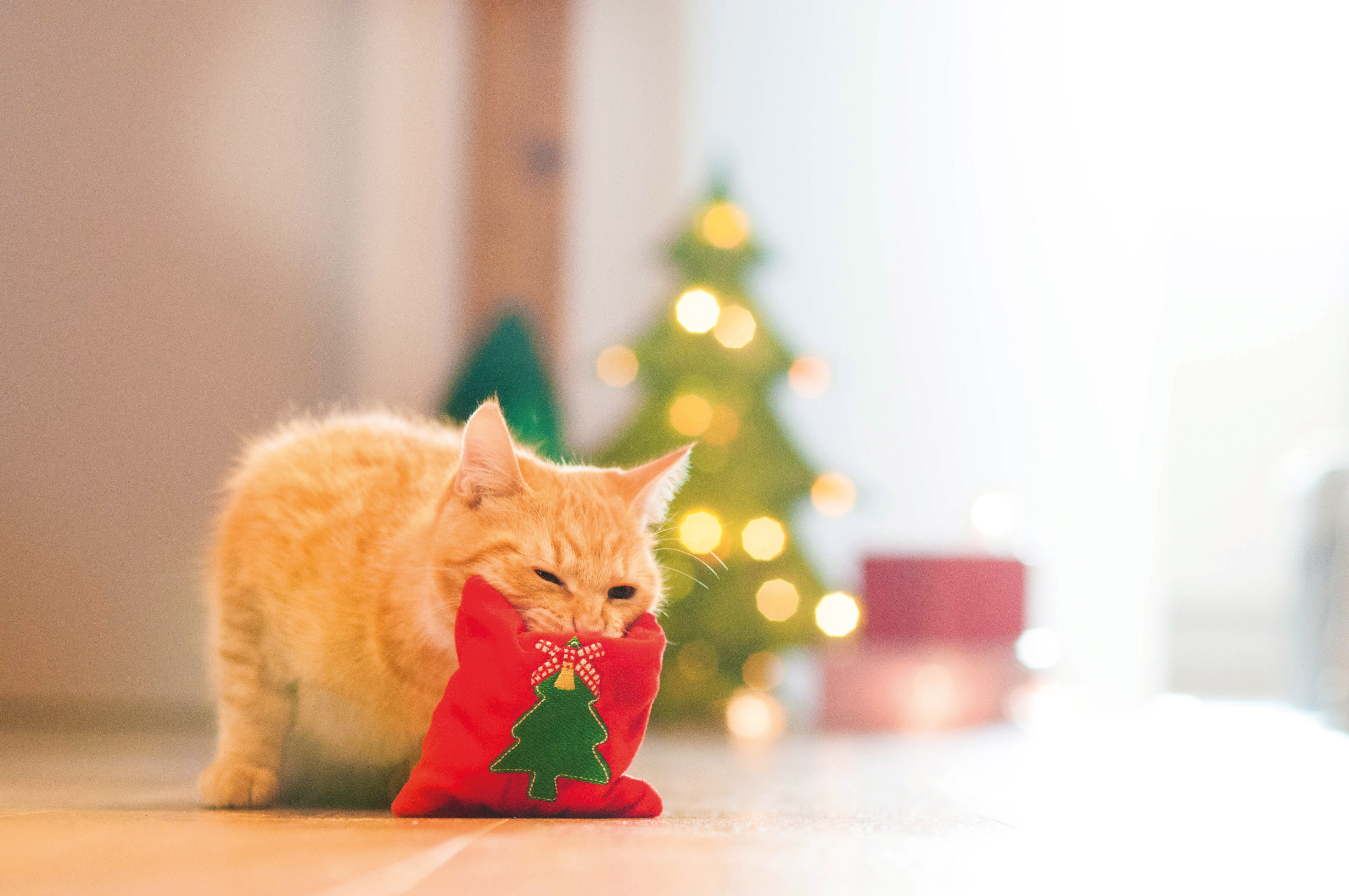 Aumüller Baldrian & Catnipspielzeug Aumüller Spielkissen Jingle Bells