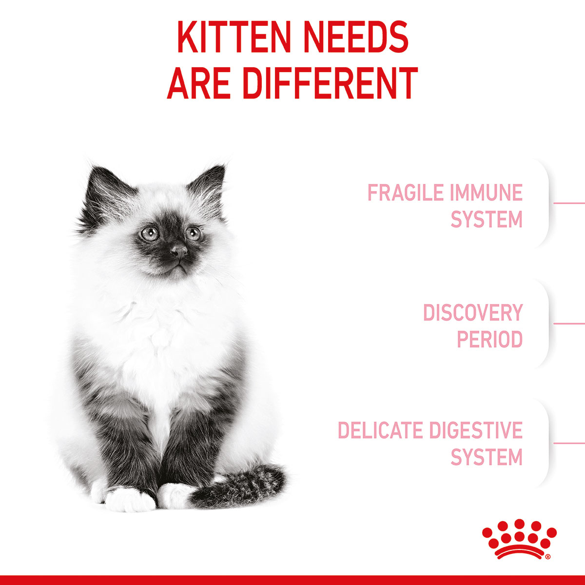 ROYAL CANIN KITTEN Trockenfutter für Kätzchen kaufen