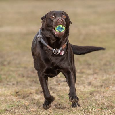 Hundespielzeug Limoen Ball