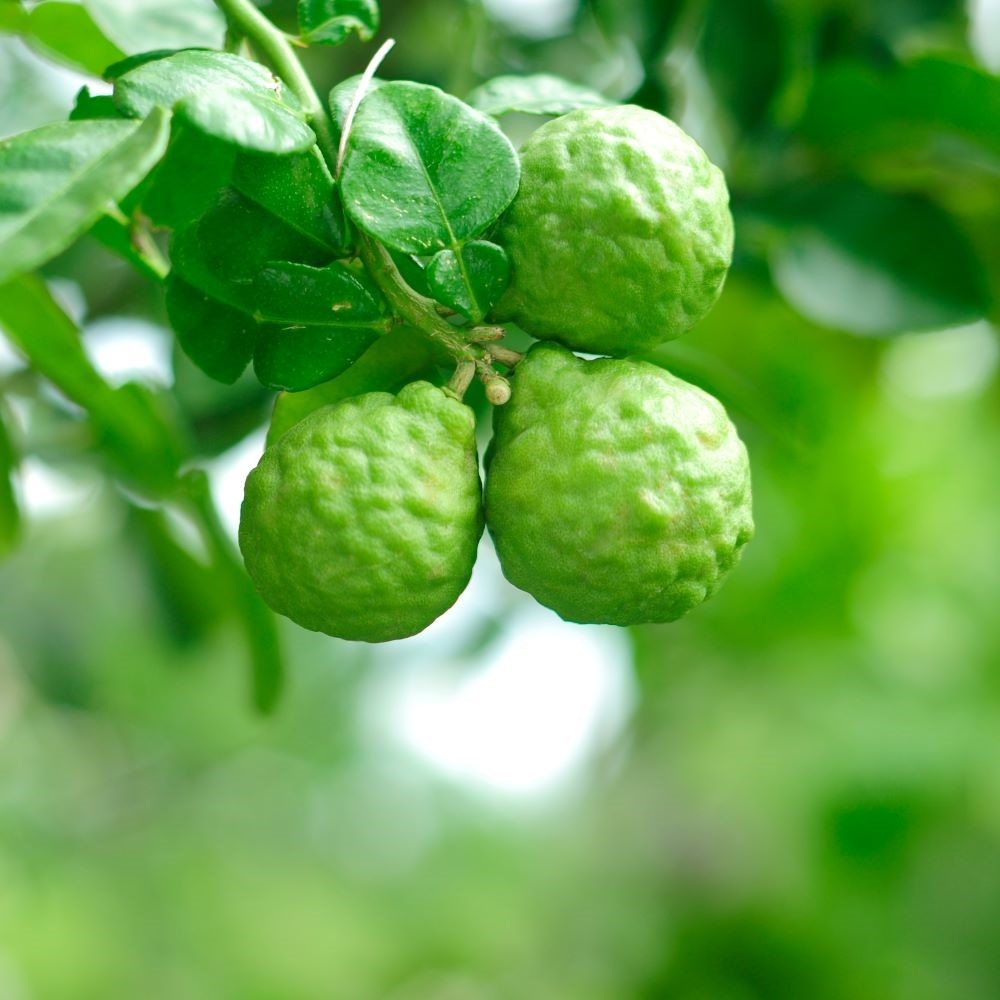 benu blanc Bergamote Mimosa Brume de soins 100% naturelle à vaporiser sur l'oreiller