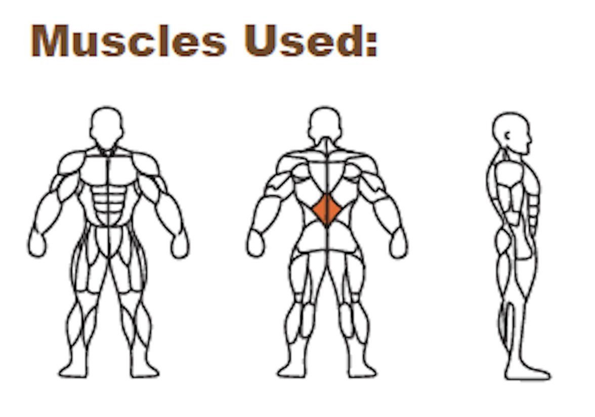 Stex Fitness Europe Rückentrainer Back Extension Rücken Rückenstrecker Training für Homegym & Studio