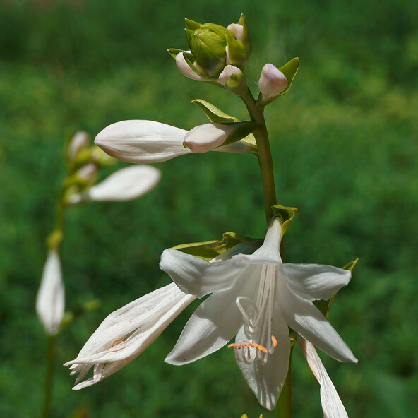 Hosta „Schattenzauber“ 3er-Set