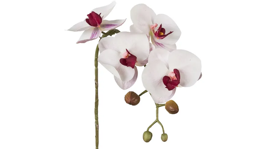 Asia Phalenopsis 3D-print 42 cm