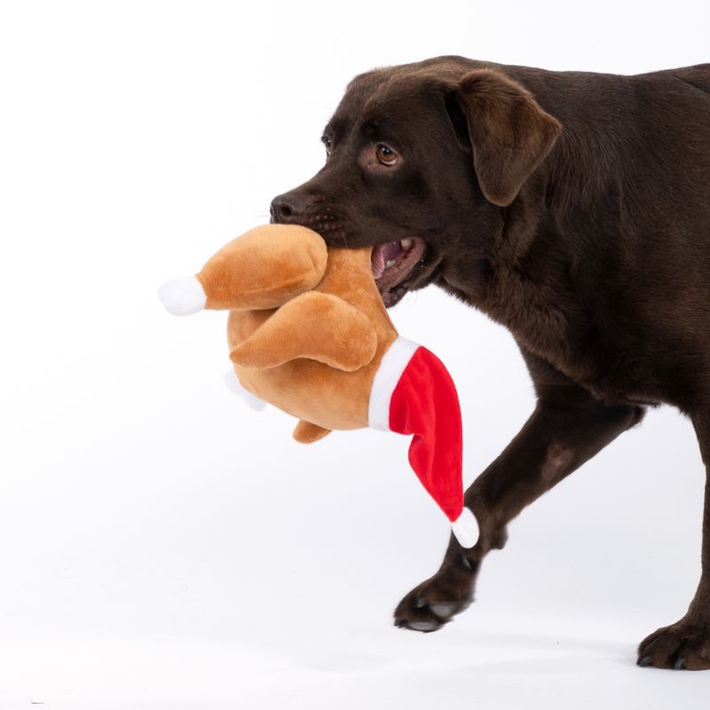 TIAKI Hundespielzeug Weihnachts-Truthahn zu TOP-Preisen | bitiba