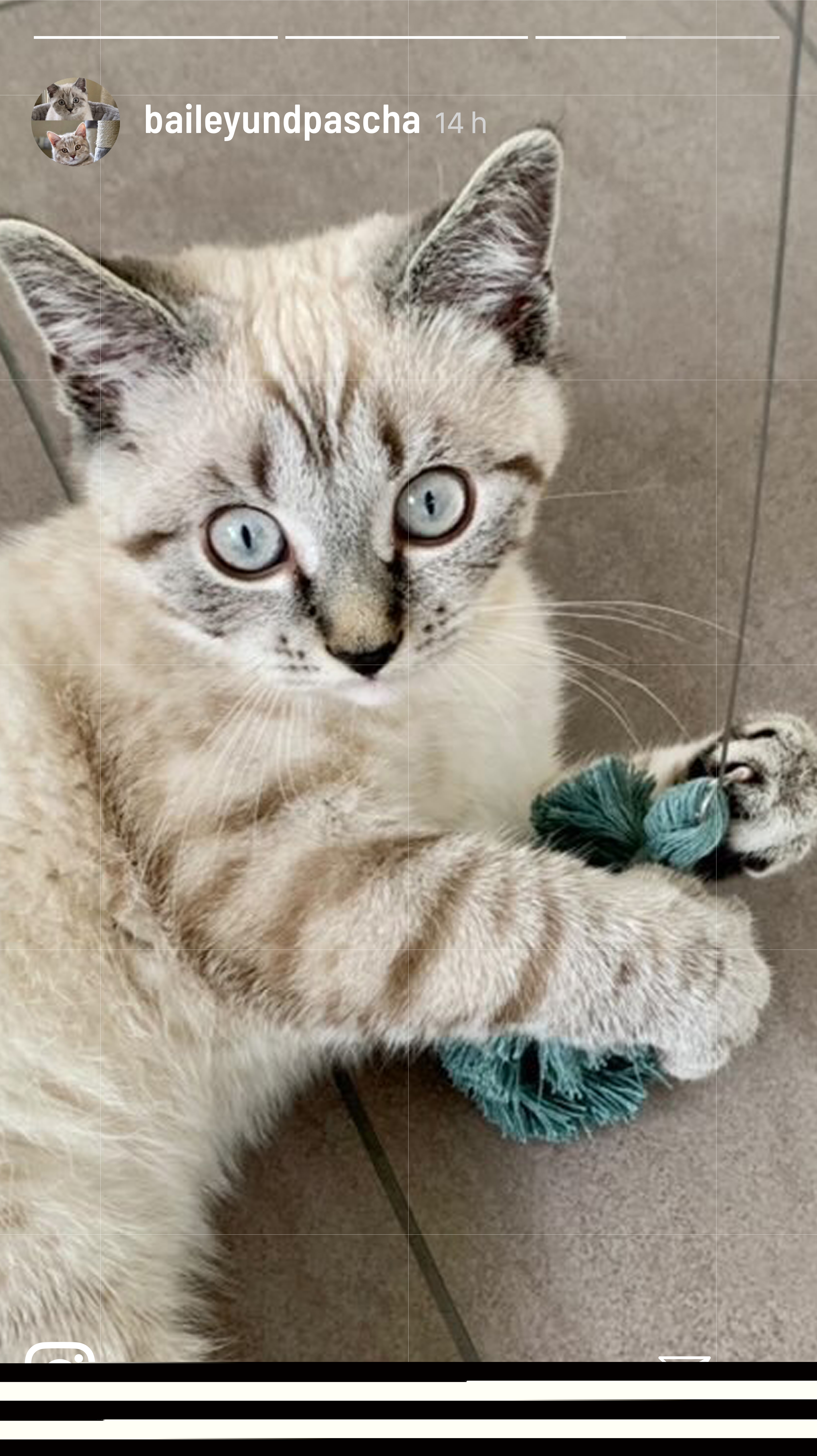Kater Kasimir Katzenangeln Kater Kasimir Premium Katzenangel mit handgeknüpfter Makramee-Feder