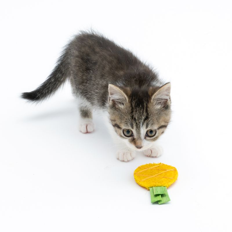 TIAKI Katzenspielzeug-Set Knisternde Früchte