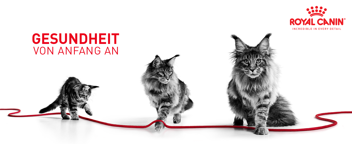 ROYAL CANIN Nassfutter ROYAL CANIN Kitten 12x85g in Gelee