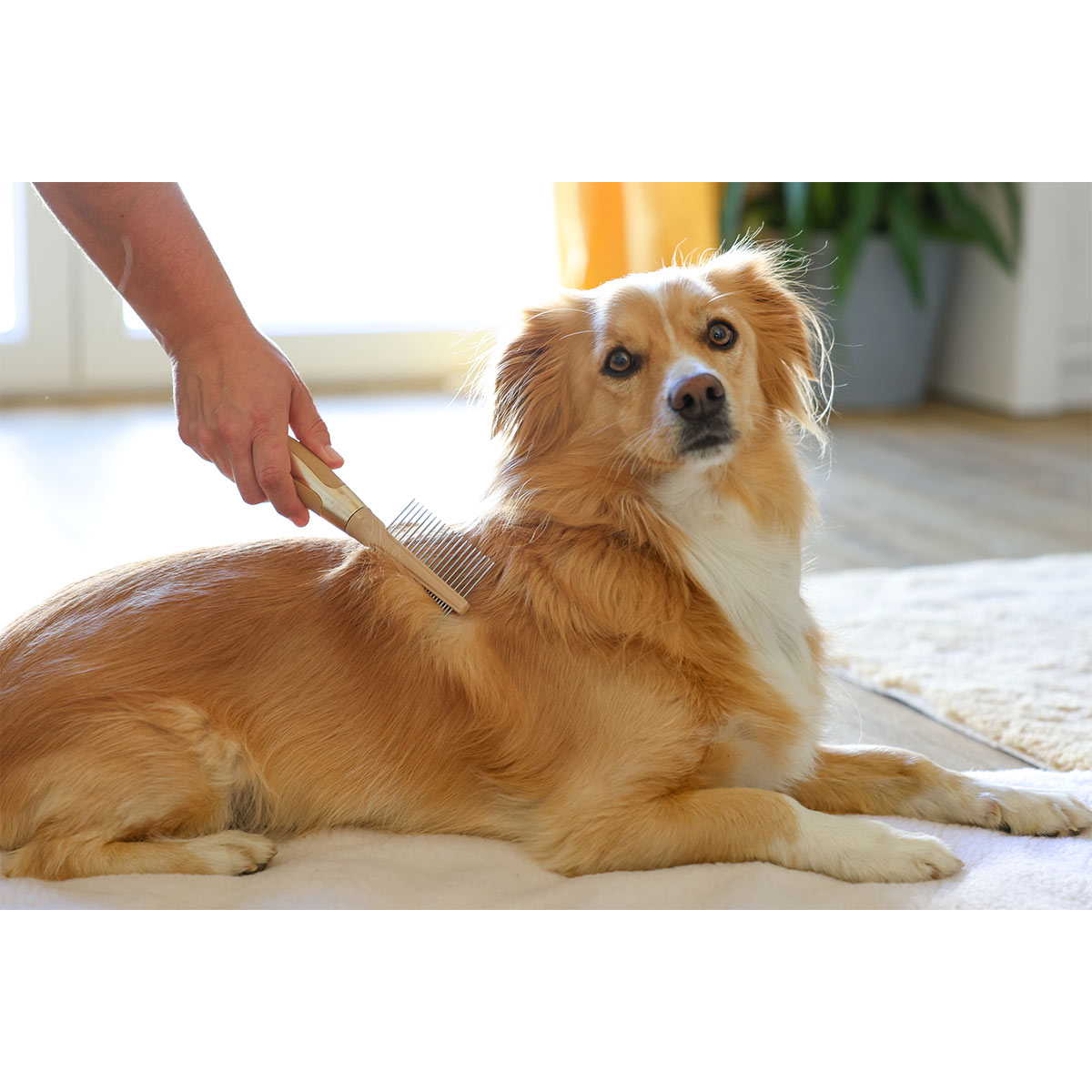 MagicBrush Fellkamm Fein/Grob Golden günstig kaufen