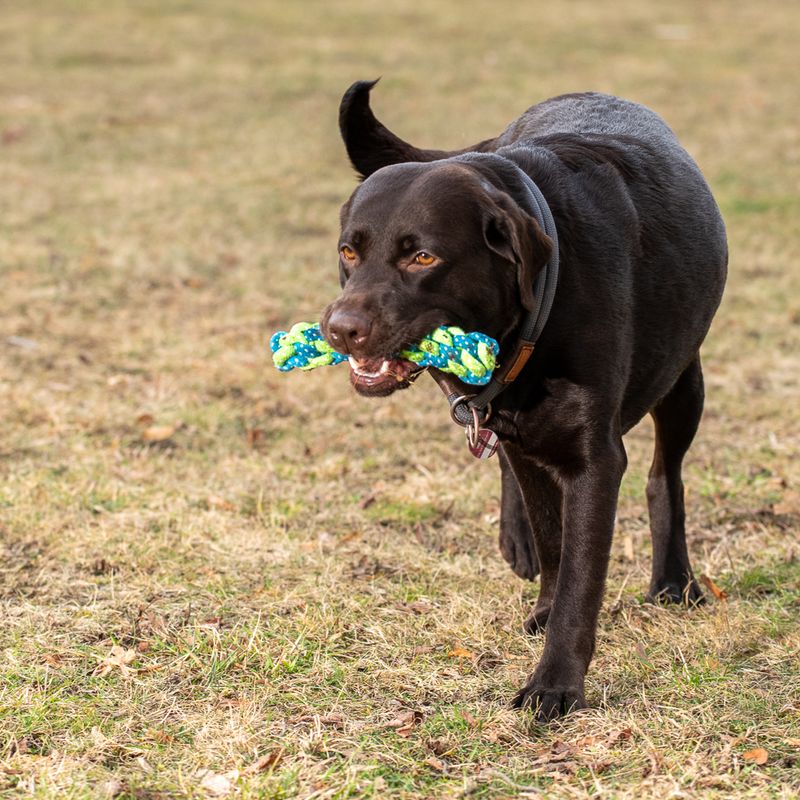 Hundespielzeug Limoen Stick zu TOP-Preisen