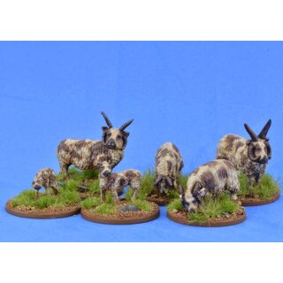 Sheep (Manx Loaghtan)