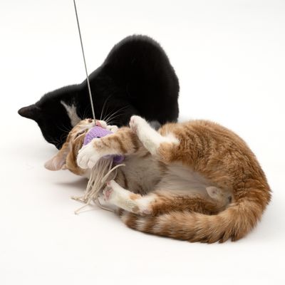 TIAKI Katzenangel Squishy