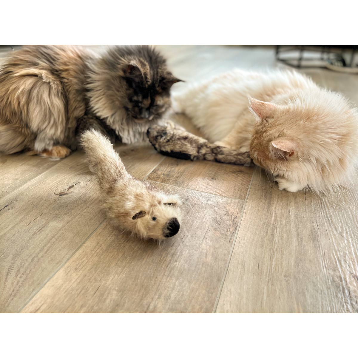 Aumüller Katzenspielkissen Zappel - Frettchen Speedy
