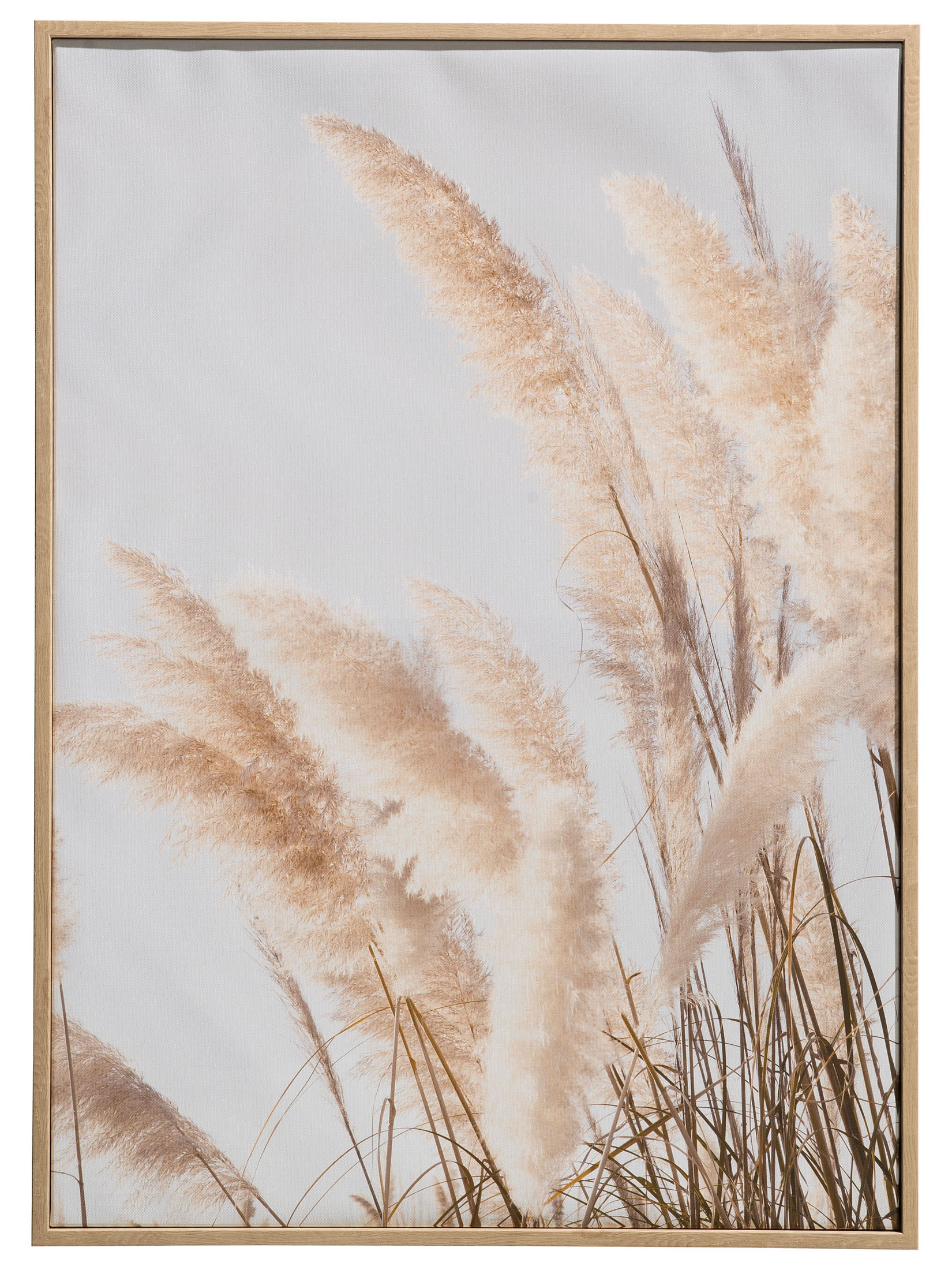 Pampas Wind Leinwand-Druck-gerahmt, Weiss
