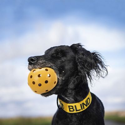 Trixie Ball für sehbehinderte Hunde