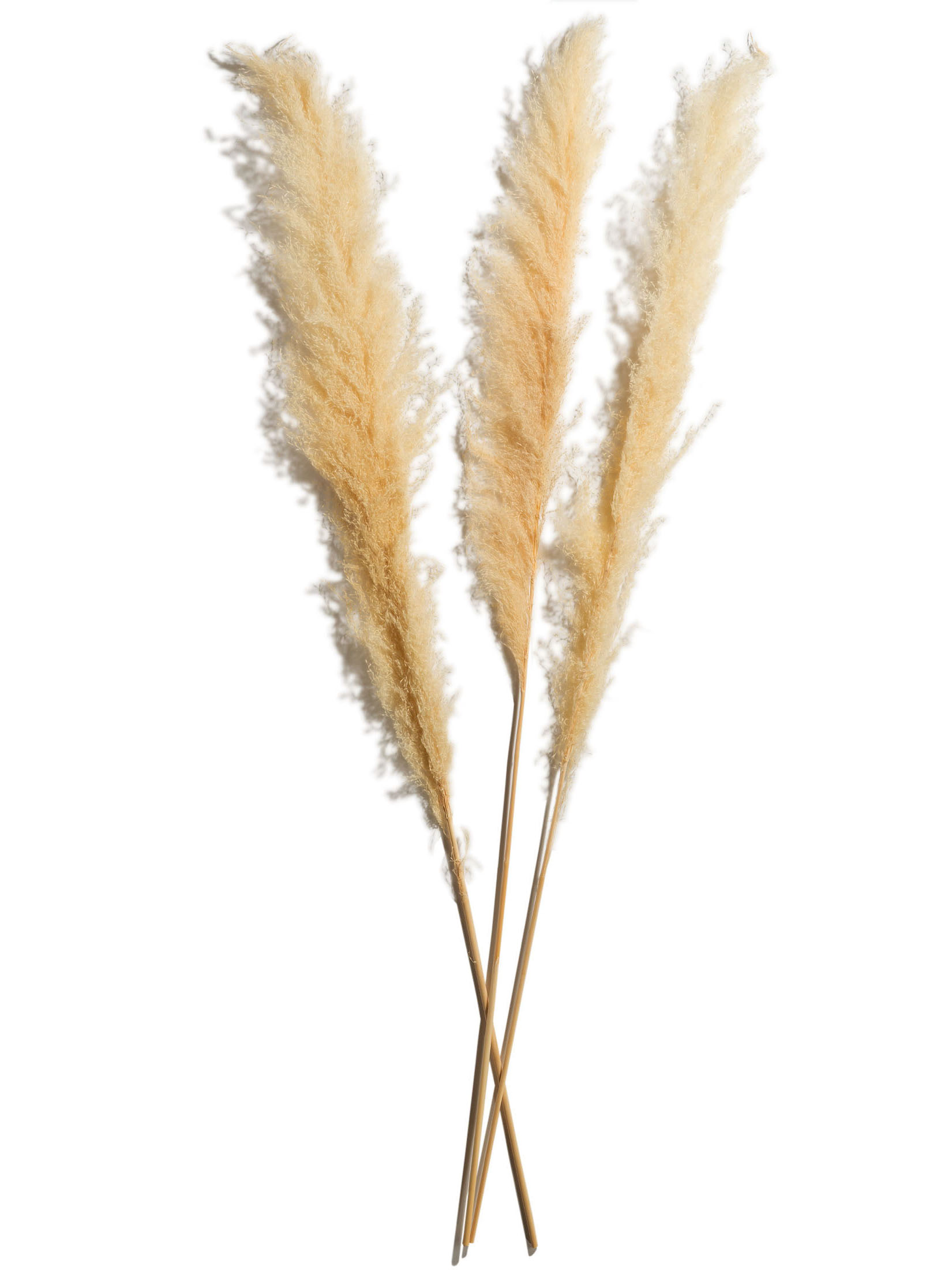 Pampasgrasbündel 3er Trockenblume, Beige