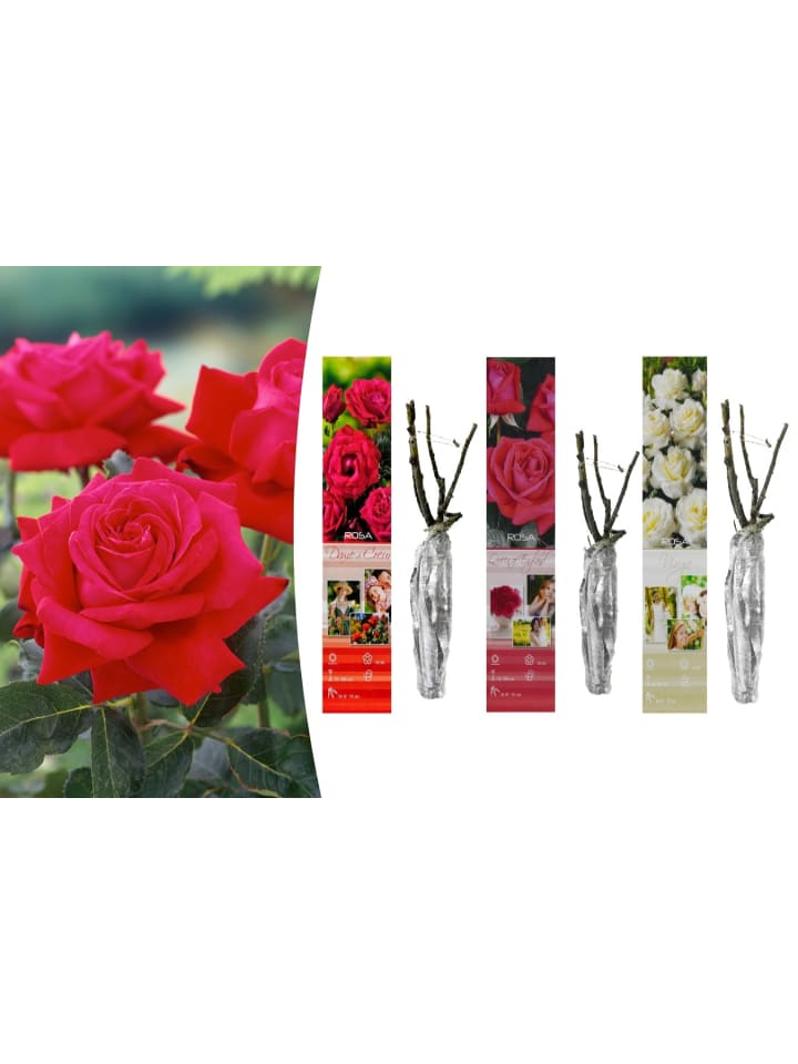 OH2 3er-Set Großblütige Rosen MIX in Bunt günstig kaufen onesize