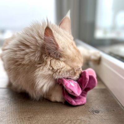 Aumüller Katzenspielzeug Schmetterling Viola mit Katzenminze