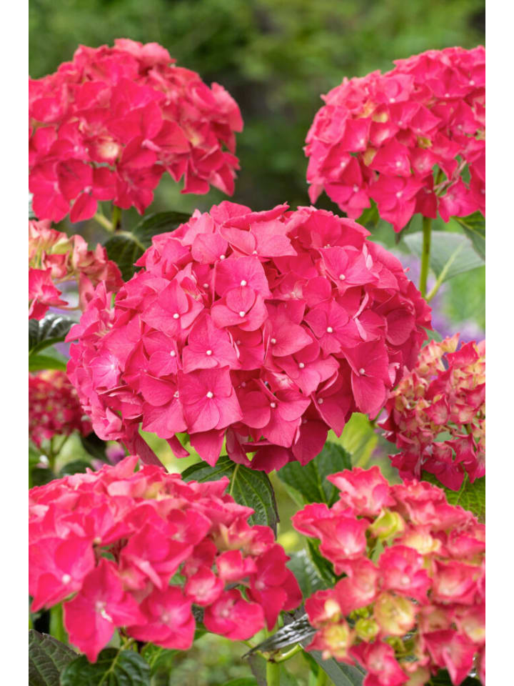 OH2 8-er: Set Hortensie (Hydrangea macrophylla) in Bunt günstig kaufen onesize