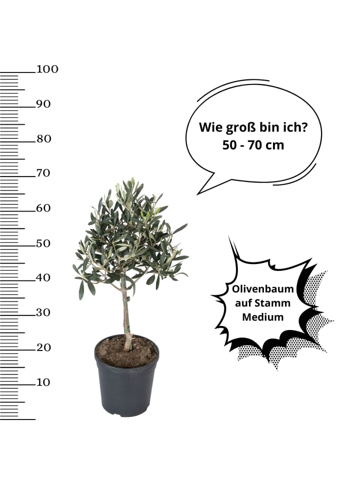 OH2 2-er: Set Olivenbäume winterhart auf Stamm mittel günstig kaufen onesize