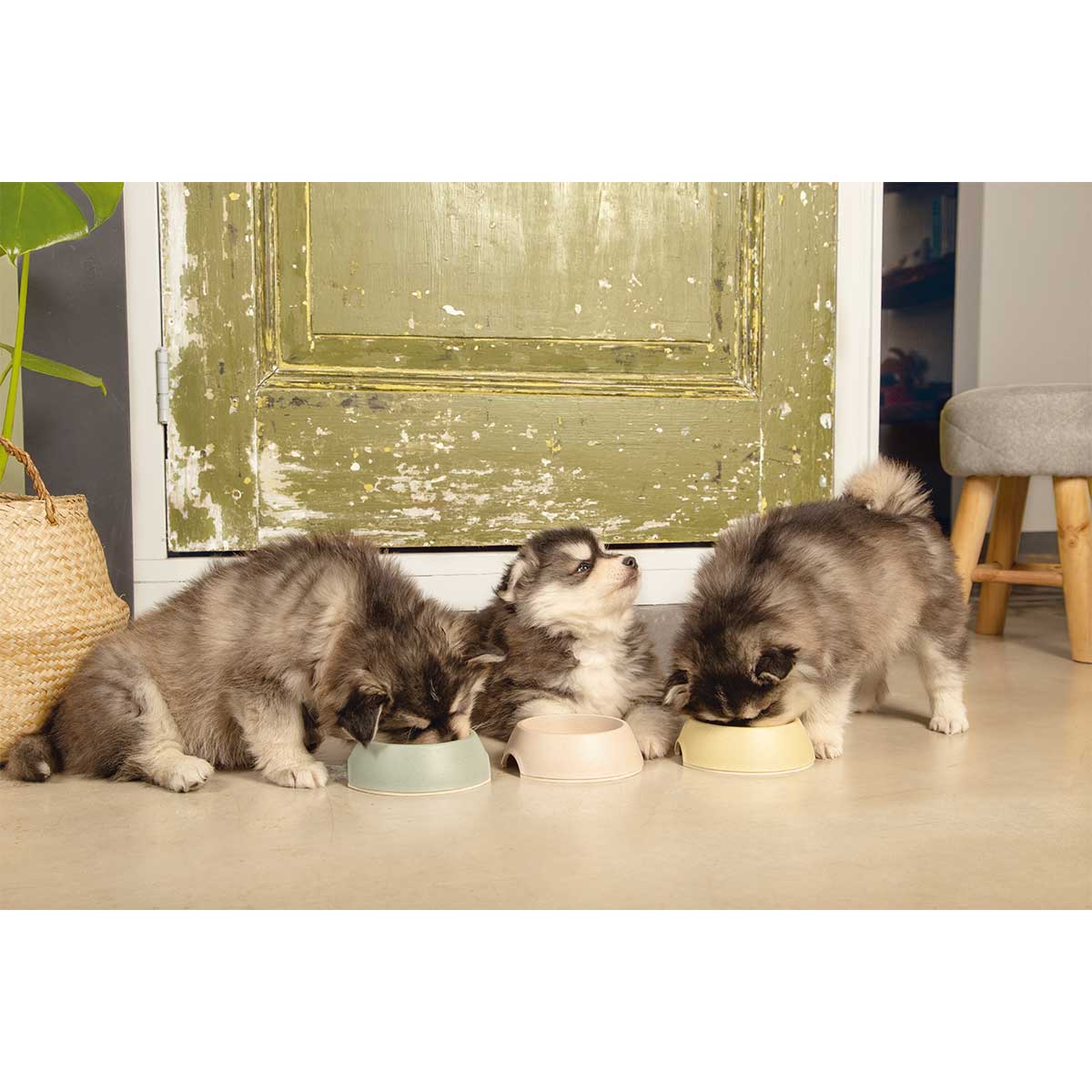 beeztees Puppy Napf Kroksy günstig kaufen bei ZooRoyal