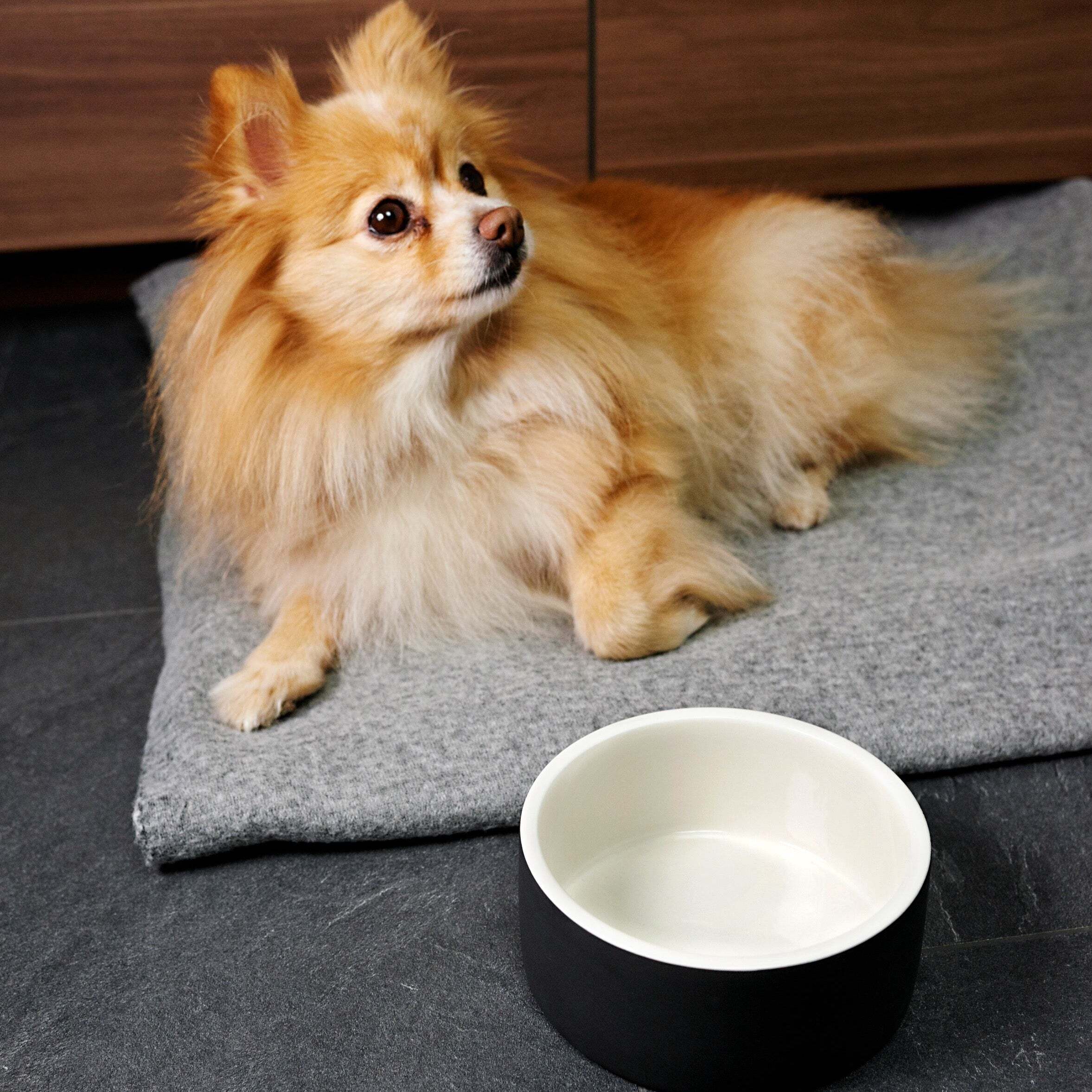 Paikka Futternäpfe Paikka Cool Bowl Black M