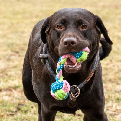 Hundespielzeug Limoen Knochen