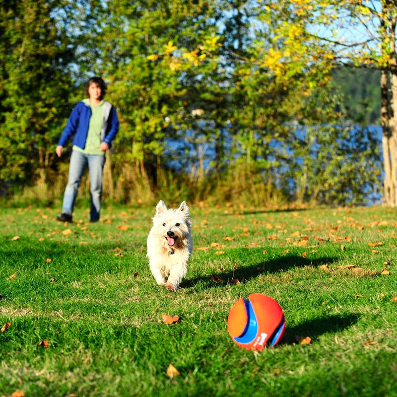 Chuckit! Kick Fetch zu TOP-Preisen % | bitiba
