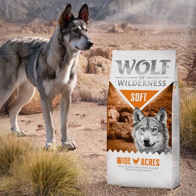Wolf of Wilderness 