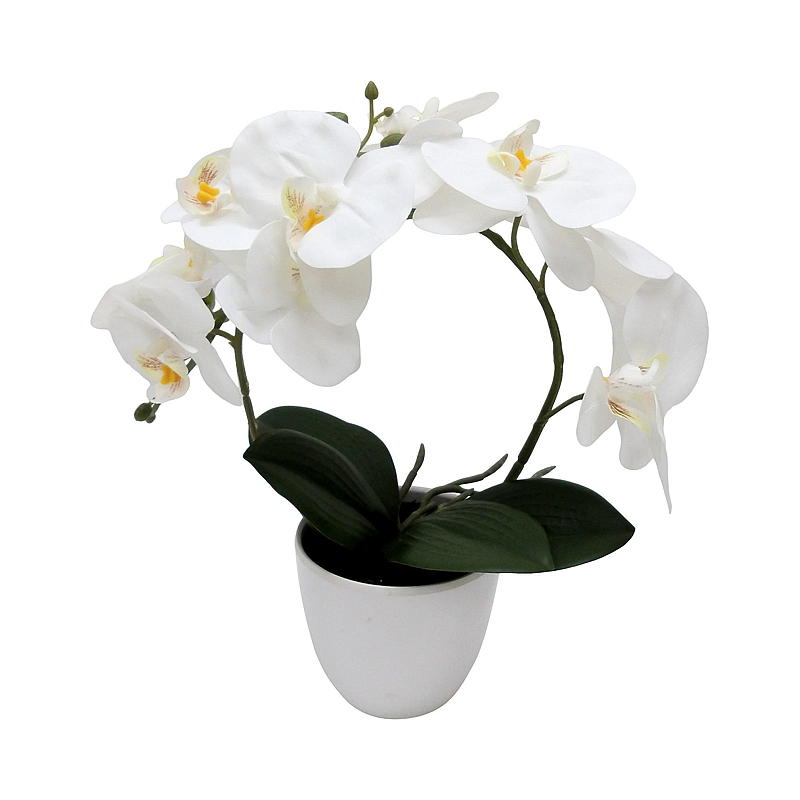 Home Orkide 30 cm, i potte, hvit