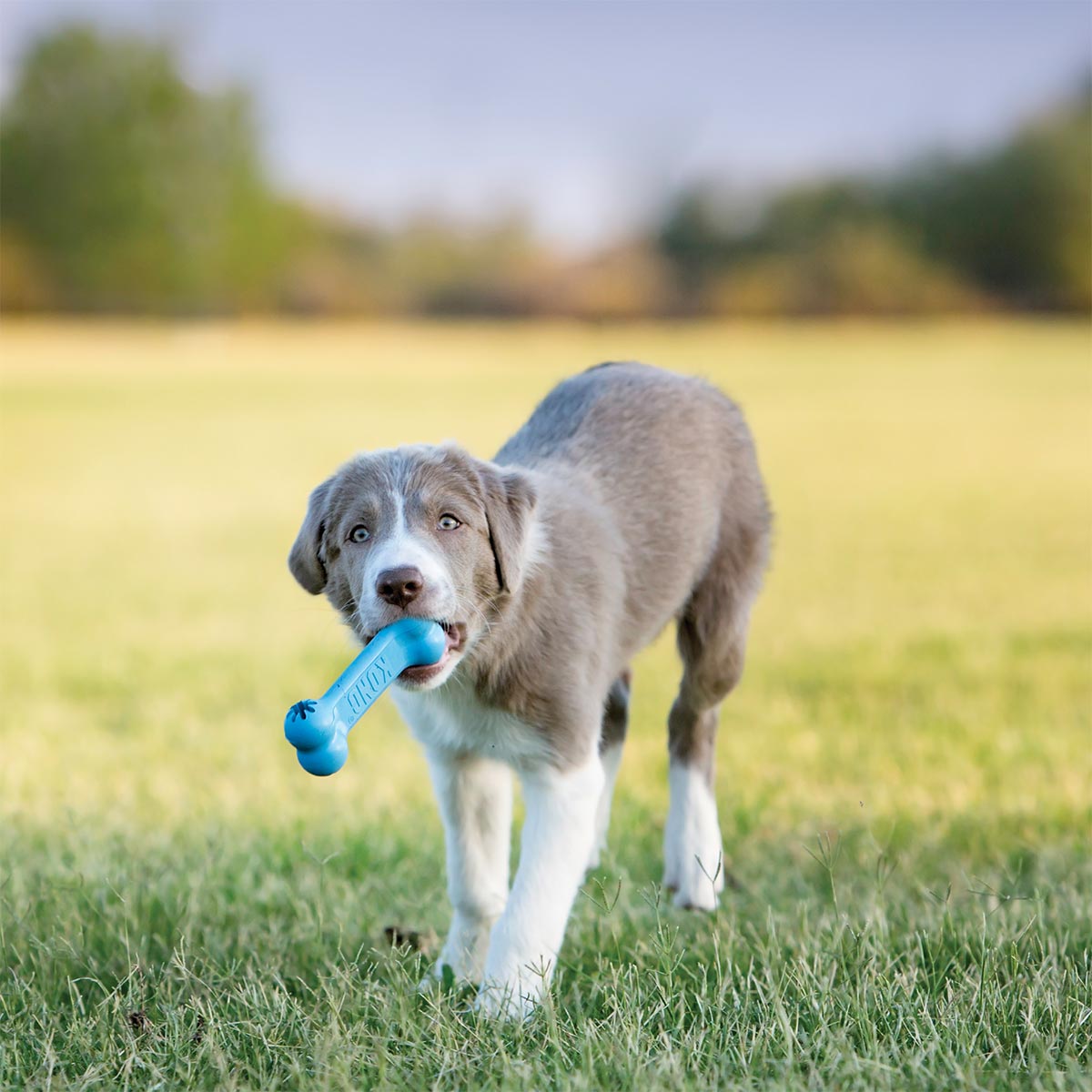 KONG Welpenspielzeug Puppy Goodie Bone kaufen bei ZooRoyal