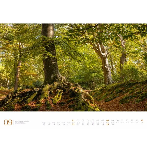 WALD - ACKERMANN GALLERY KALENDER 2024 - Kalender