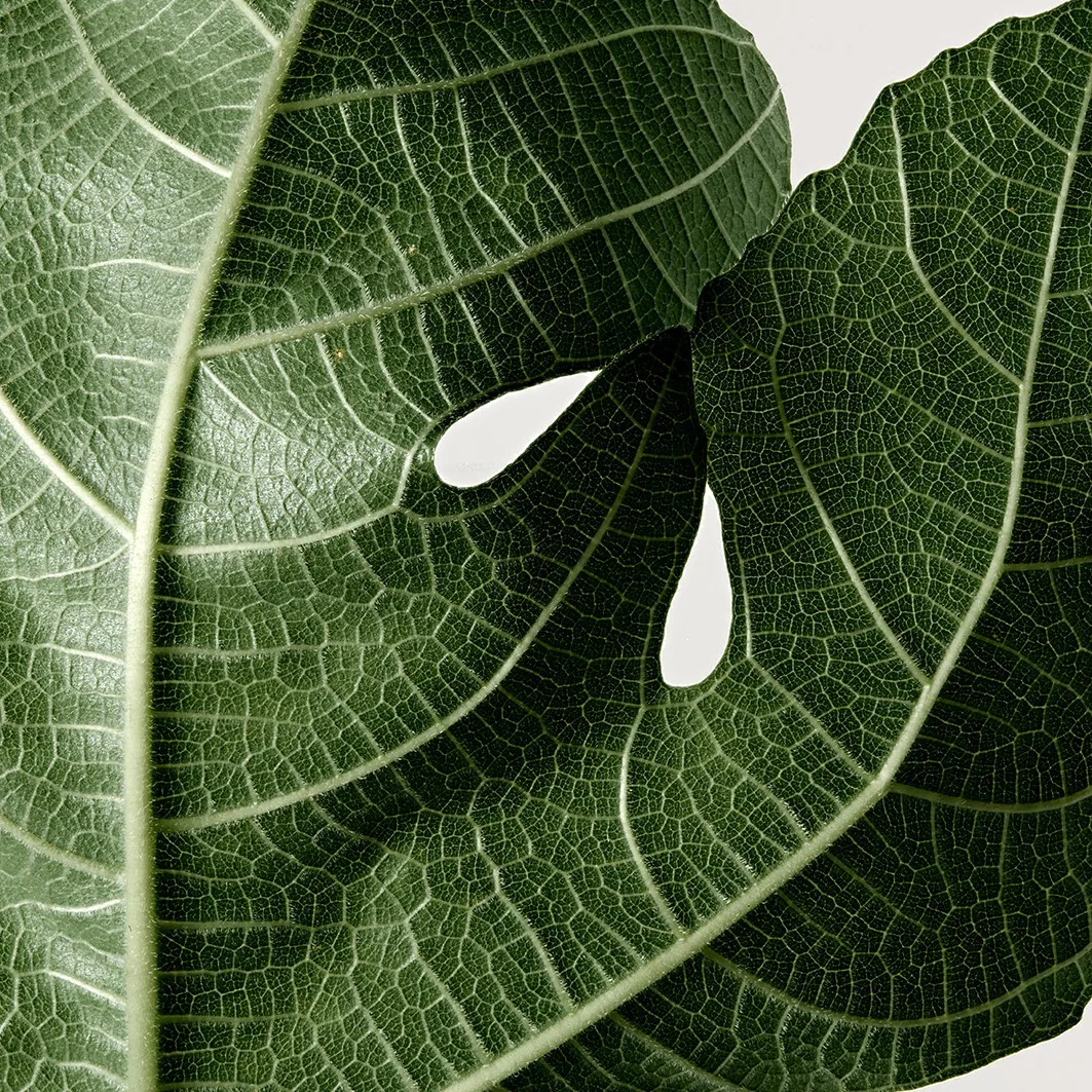 Reminiscence: The Story of Orgeat - Heliotrope