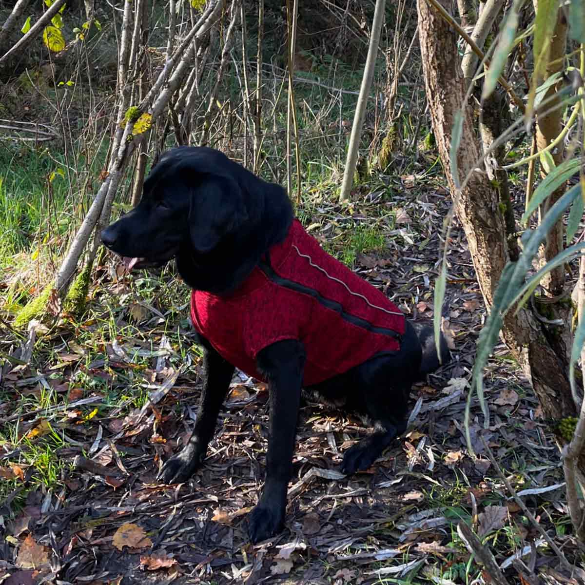 iEnergy OSC isolierende Outdoor-Hundejacke kaufen bei ZooRoyal