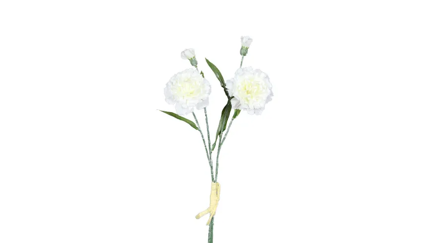 Nelkenbund creme