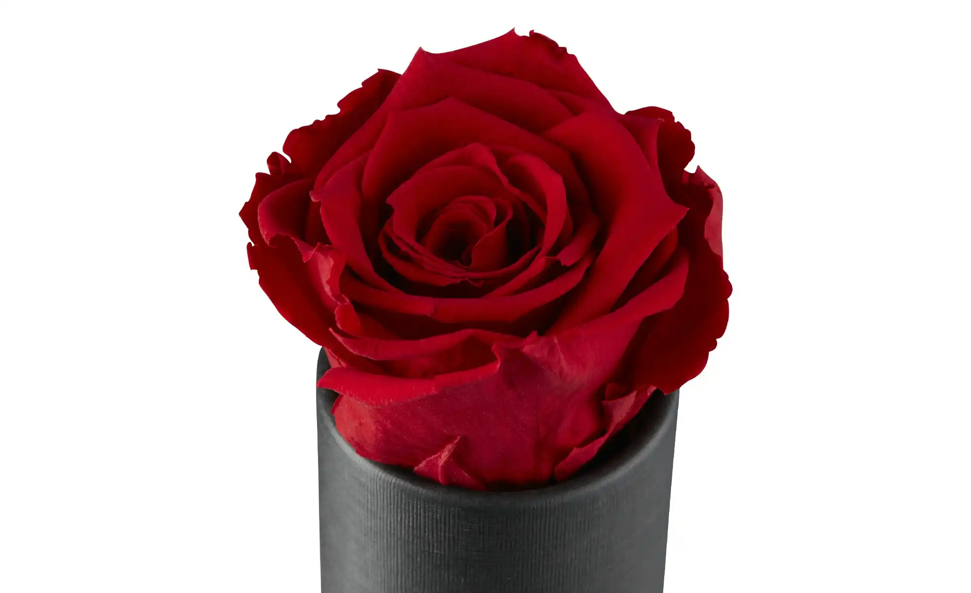 Infinity Rose My Flowers