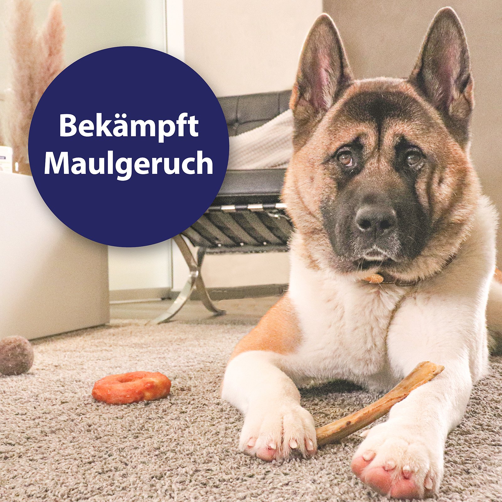 Canosept Zahnpflege Canosept Zahnpflege Spray für Hunde 100 ml