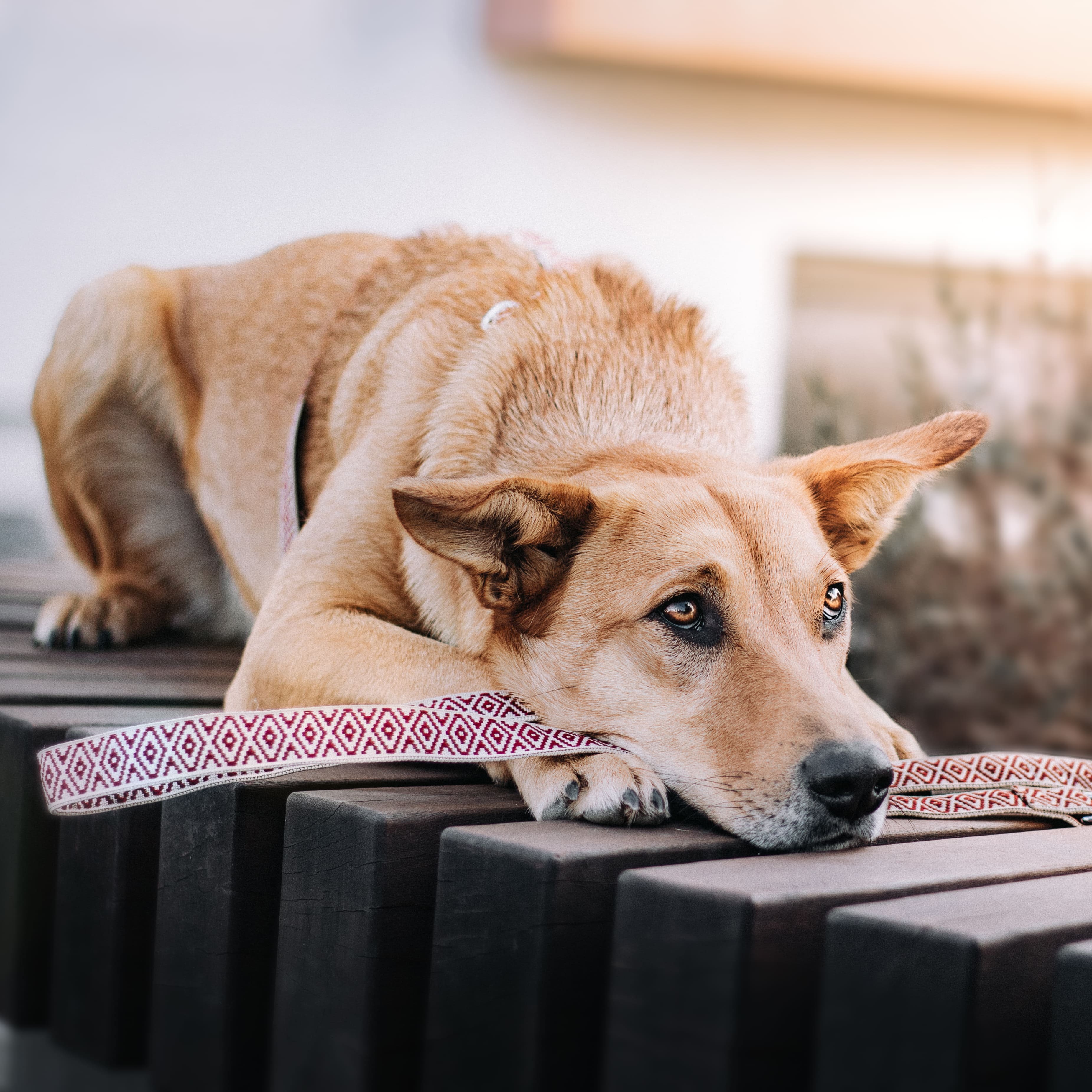 THE DOG IDEA Hundeleinen THE DOG IDEA Boho-Chic Hundeleine June 1,2 m