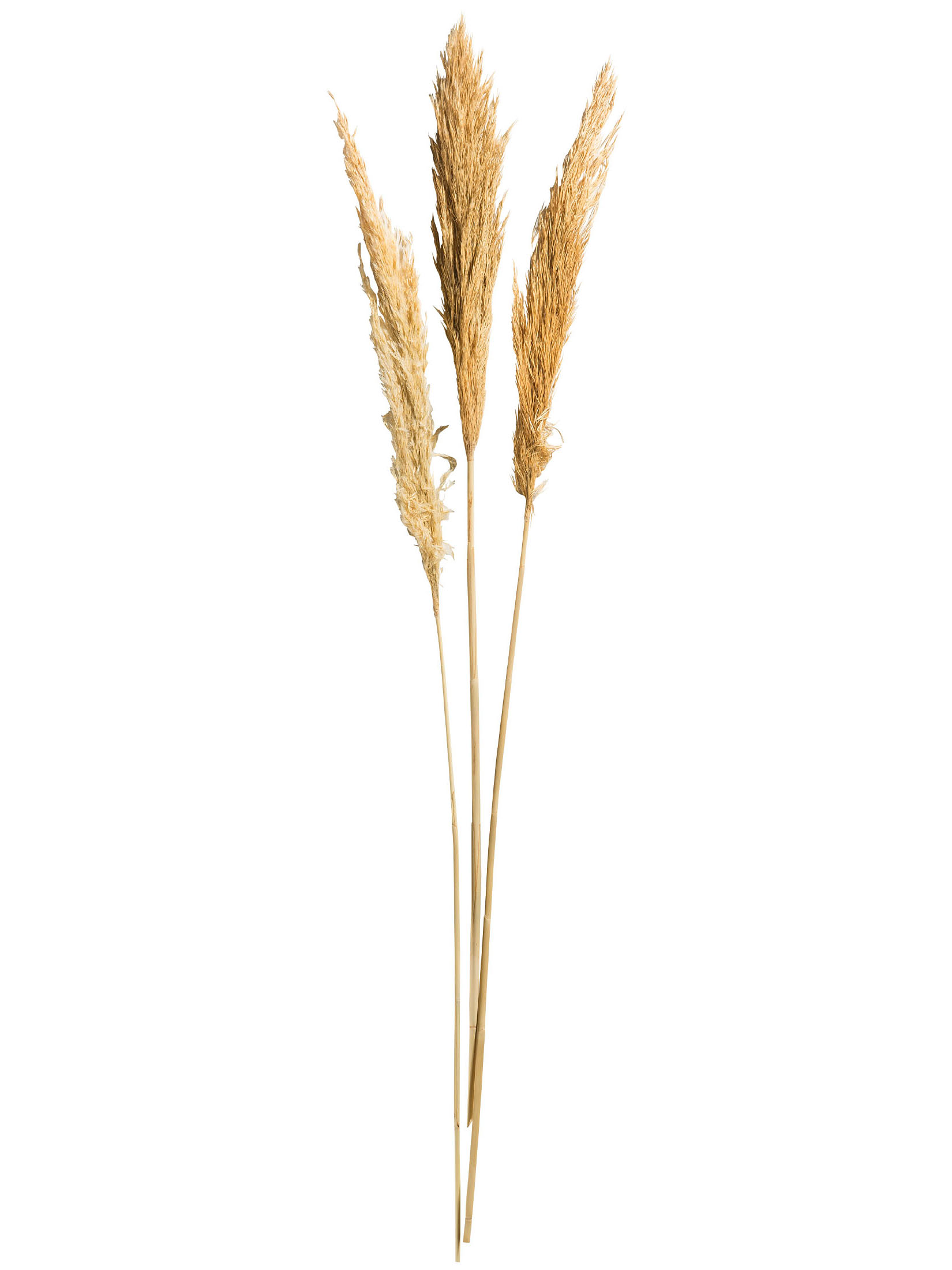 Pampasgrasbündel 3er Trockenblume, Beige