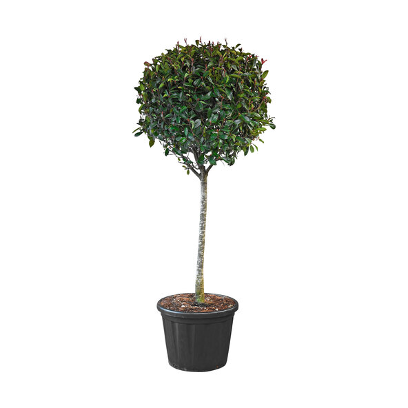 Photinia Red Robin, 200–220 cm