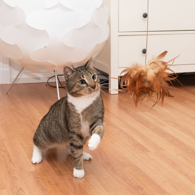 TIAKI Katzenangel mit Federn zu TOP-Preisen