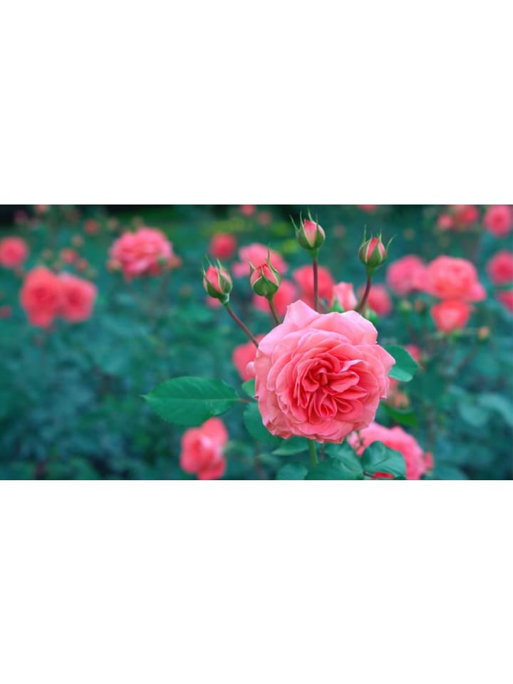 OH2 3er-Set Polyantha Rosen Mix in Bunt günstig kaufen onesize