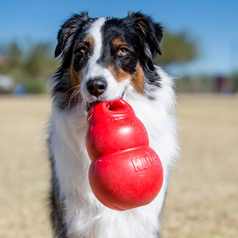 KONG Bounzer Hundespielzeug zu TOP-Preisen